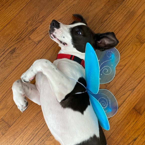 Meet your Posher, Lex - Picture 8 of 8